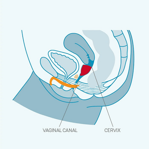 Fun Factory Accessories Fun Factory Fun Cup A Menstrual Cup