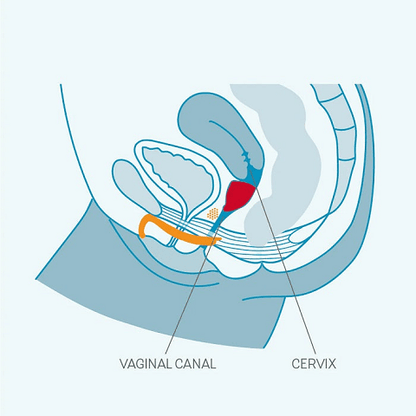 Fun Factory Accessories Fun Factory Fun Cup A Menstrual Cup